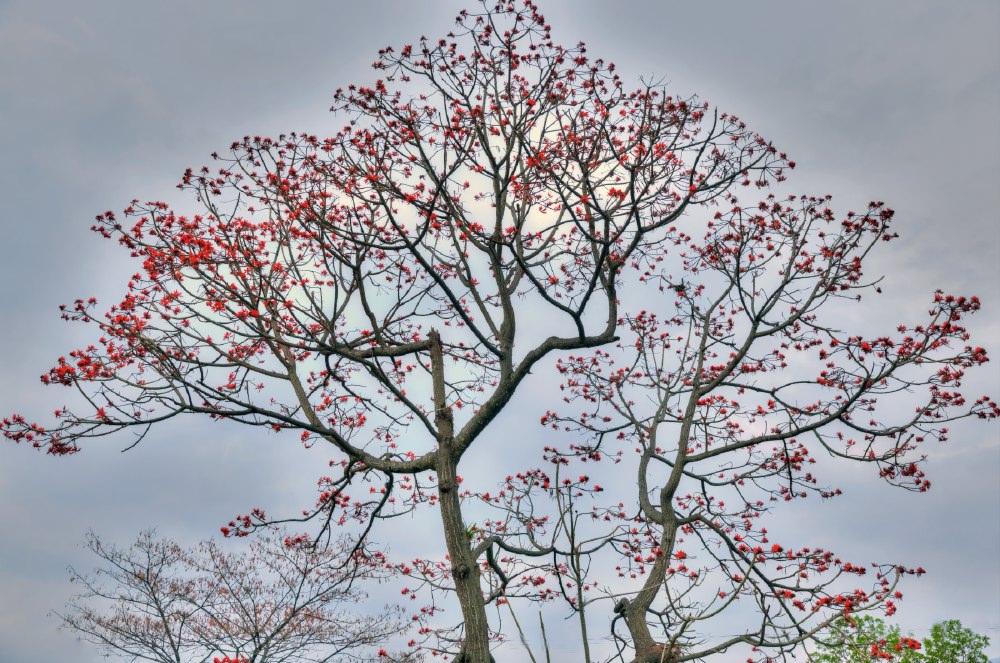 Flowery tree, Sikkim, March 2014.